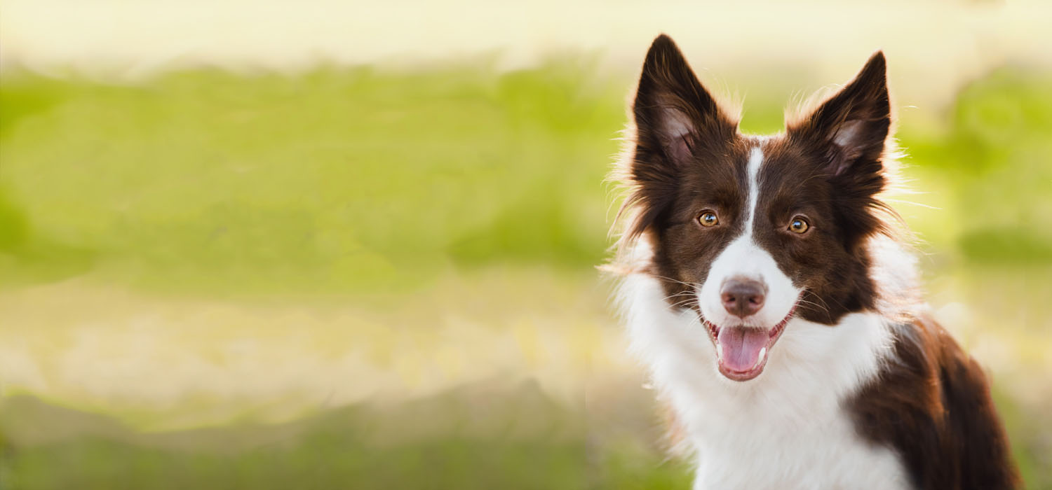 Radio Pet: Invisible Dog Fencing, Hidden Dog Fence