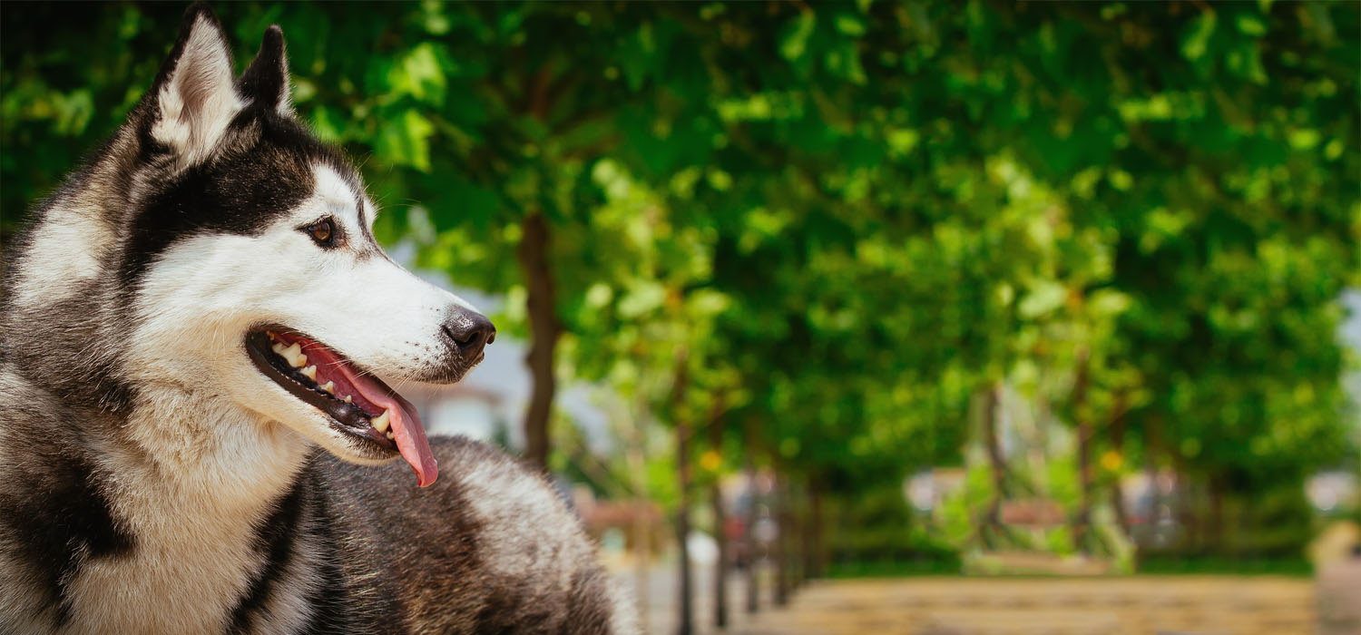 Reliable and Fast Why RadioPet’s Invisible Dog Fences Are the Best