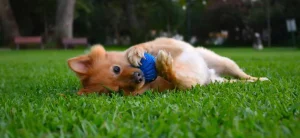 Dog Playing With Toy In Yard