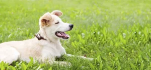 Happy Dog Sitting in Yard