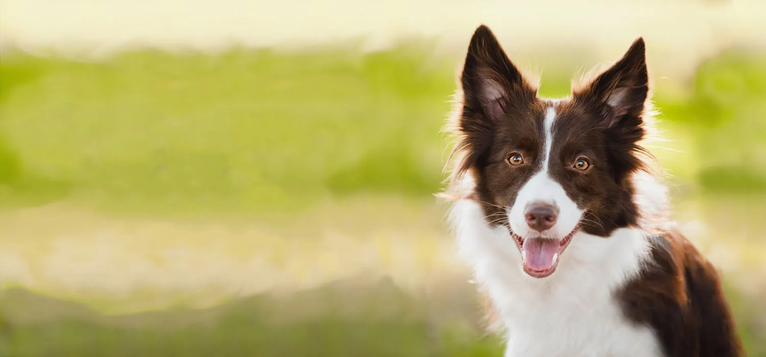 Happy Dog