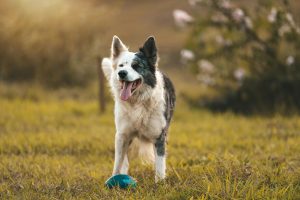 Black and white dog standing in a grassy yard with a ball, looking happy and alert outdoors.