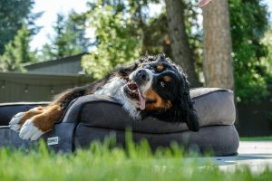 Dog relaxing on an outdoor dog bed in a backyard, looking up playfully with tongue out