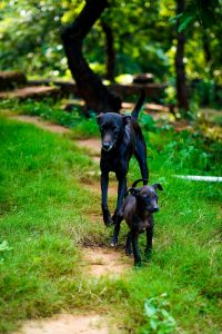 Two black dogs outside