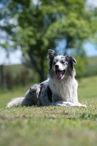 dog outside laying down