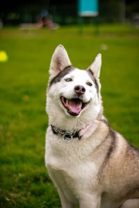 Happy Siberian Husky sitting on green grass outdoors with a blurred park background and shallow depth of field.