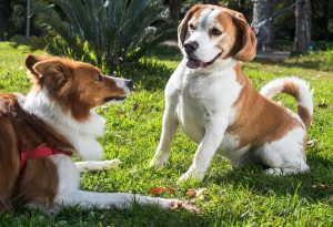 Two dogs together on green grass outdoors, with one brown and white dog sitting while another fluffy brown and white dog lies nearby