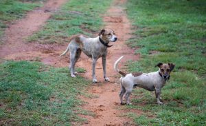 2 dogs outside
