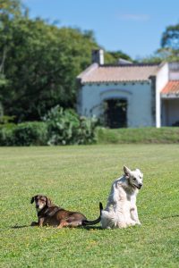 2 dogs outside
