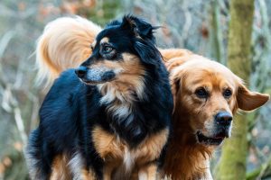 two dogs