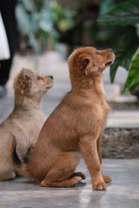 Two dogs sitting