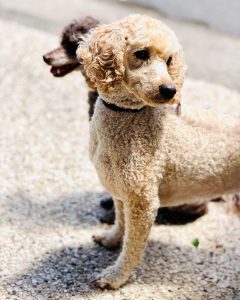 Two dogs